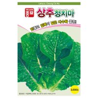 [모종심는아빠] 우수계통을 선발한 품종의 쌈채소 상추청치마 씨앗 3000립