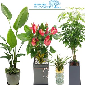 이천개업화분선물 개업식화분 사무실 카페 개업