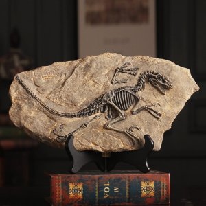 공룡 레트로 화석 장식 암모나이트 원석 수석 교구 애완돌 골동품 이색수집품