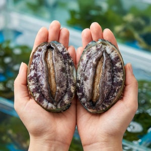 완도활전복 산지직송 산소포장 1kg 특대, 꼬마 참전복 전복선물세트