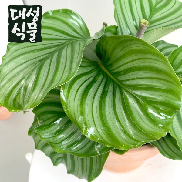 칼라데아 오르비폴리아 중품 희귀 공기정화식물 거실화분 반려식물 대성식물