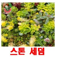 희귀씨앗 스톤세덤 씨앗 15 립