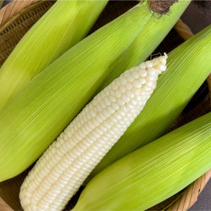 신선창고 강원도 옥수수 찰 미백 햇 생 냉동 찐 특품 10개