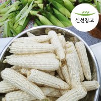 강원도 고랭지 미백 찰옥수수 특품 국내산 햇 옥수수 생옥수수