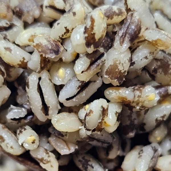 [국산] 햇 쌀눈 검정보리쌀2kg 직접 농사지은 통곡물 흑보리