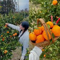 제주 금오름 근처 유기농 청귤따기체험 귤따기 이색체험농장 제주도 여행 어린이 관광지