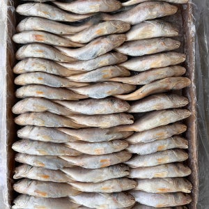냉동 조기 10kg 긴가이석태 수조기 업소용 생선구이
