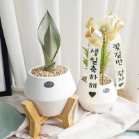 날아라 우주선 화분 문샤인산세베리아, 율마선택 공기정화식물 개업,임신,승진,집들이,축하