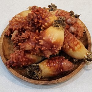 싱싱 통멍게 1kg 홍가리비 뿔소라