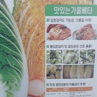 맛있는 가을베타 항암배추 300립