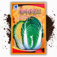 김장배추 배추씨앗 휘파람 골드 배추종자 1000립