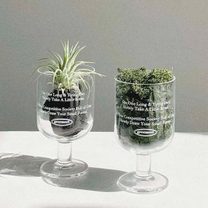 그리밋 틸란드시아 이오난사 스칸디아모스 이끼 플랜테리어 포레스트글래스