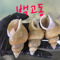 자연산 활백고동(백골뱅이) 중.대믹스 1kg