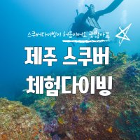 제주도 서귀포 스쿠버다이빙 체험 처음도OK 자격증 없어도OK