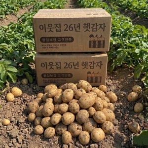 햇감자 감자 제주 수미감자 돼지감자 홍감자 2kg 3kg 5kg