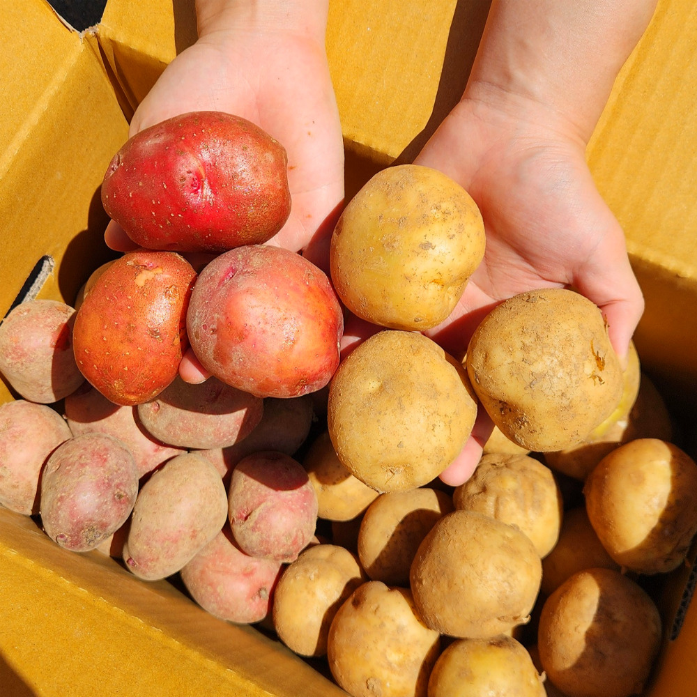 햇감자 감자 제주 수미감자 <b>돼지감자</b> 홍감자 2kg 3kg 5kg