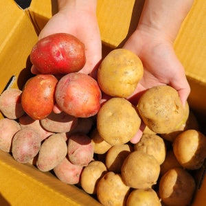 햇감자 감자 제주 수미감자 돼지감자 홍감자 2kg 3kg 5kg