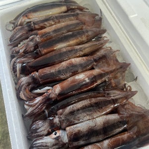 당일바리 생물 오징어 800g ~1kg