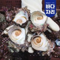 통영 산지직송 자연산 뿔소라 1kg 뿔소라회 소라 숙회