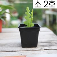 소형 플라스틱 화분(소형 2호) 플분