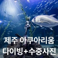 제주 아쿠아리움 다이빙+수중사진 포함