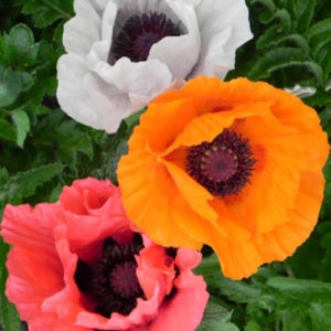 노지월동 다년초 꽃양귀비 4종