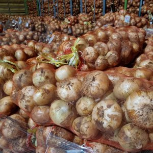 국산 양파 5kg 담양산 햇양파 저렴한 가격 산지직송
