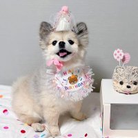 강아지 생일파티 생일상 고양이생일 모자 케이프 세트