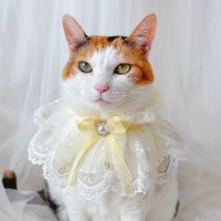 벨 스카프 레이스 노랑 공주 케이프 고양이 강아지 옷 목걸이 생일 선물 Miyopet