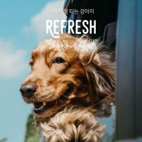 몰티즈 푸들 비숑프리제 반려견 소형견 강아지 멀미약 예방 완화 불안 독가 리프레시 스프레이