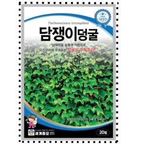 담쟁이덩굴 씨 씨앗 덩굴나무 종자 20립 세계종묘