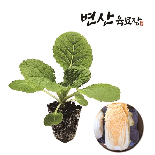 황금 배추 모종 2개 알배기 황금쌈 항암