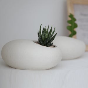 미니선인장 다육이식물 십이지곤 조약돌 화분세트