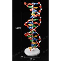 DNA 만들기 유전자 모델 과학 생물학 모형 키트 60cm