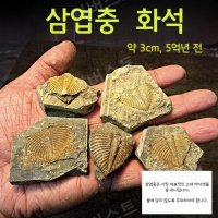 진짜 삼엽충 화석 고생물 수집품 교육 장식용 조경 3cm