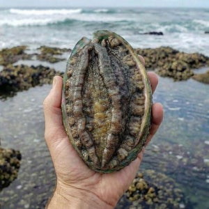 완도 활전복 6-7미1kg (특특대) / 산소포장+손질도구