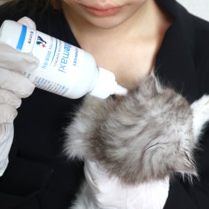 강아지 고양이 귀진드기 귀청소 세정제 귓병 이어클리너 귀병 외이염 보조 약 3개월분