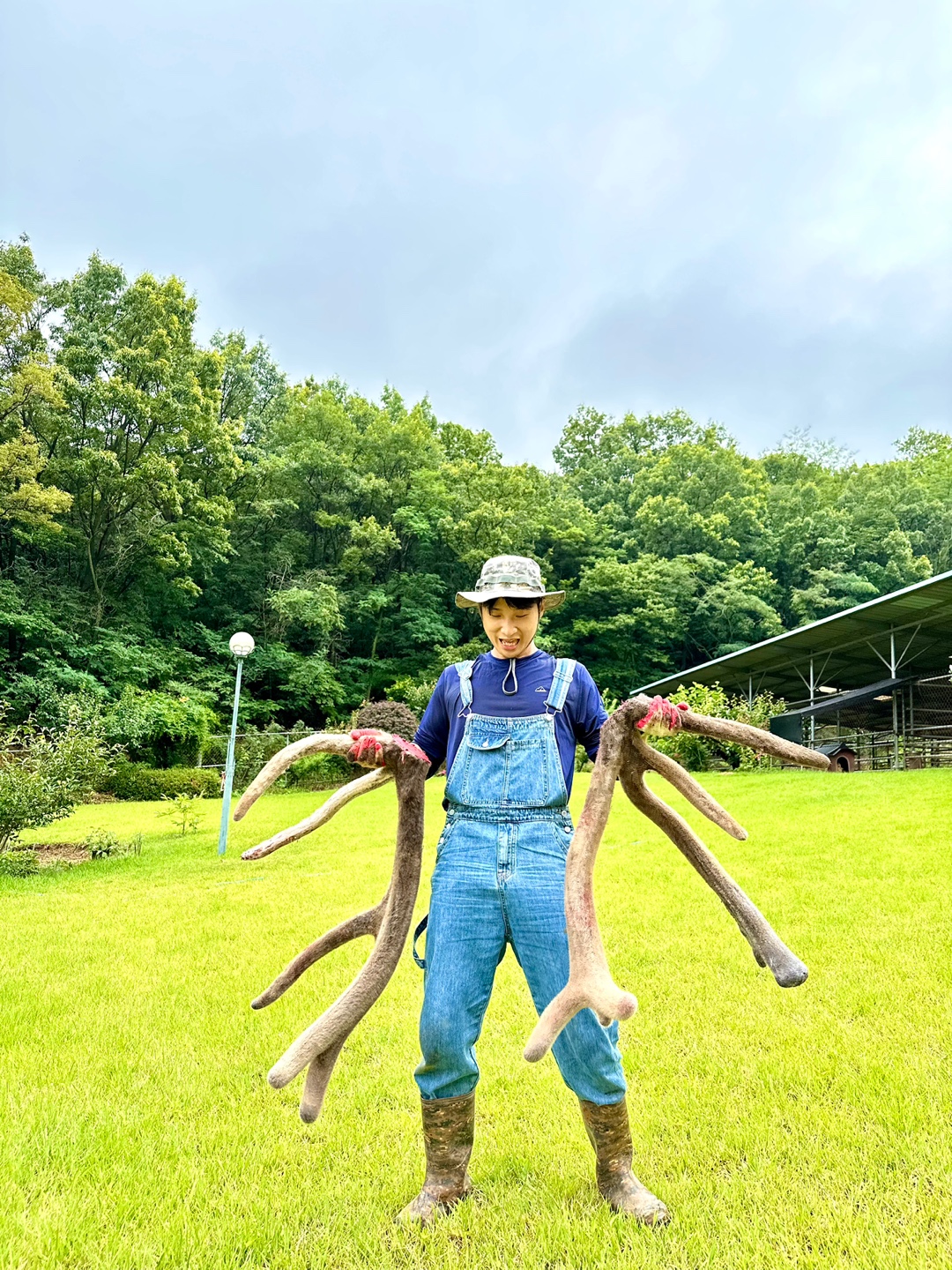 휘록 청록원 사슴농장 <b>녹용</b> <b>녹용</b>즙 보약 건강즙 60봉 (110ml)