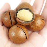 까먹는 통 마카다미아 500g 1kg 베트남 생 견과류 효능 macadamia