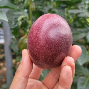 제주 백향과 패션후르츠 생과1kg
