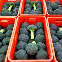 broccoli 브로콜리 브로컬리 브러컬리 국내산/수입산 3kg