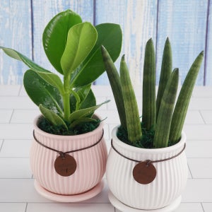 미니화분 꼬마단지화분 인테리어화분 식집사 사무실 책상 귀여운 예쁜화분