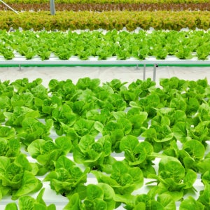 [최상급]유러피안 샐러드 야채 유럽상추 1kg