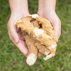 국산 단풍마(통) 200gX2 마 가을 뿌리 구산약 말린 건조 건 차 한방 약재