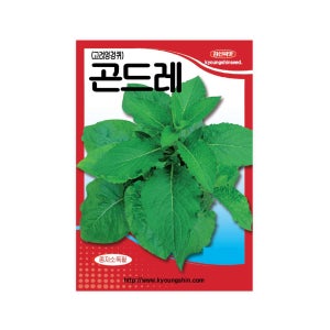 곤드레 1g 맛좋고 영양이 풍부한 민속채소 고려엉겅퀴 일반종 경신씨앗