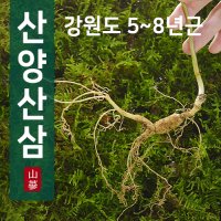 산삼 (산양삼/장뇌삼) 5~6년근