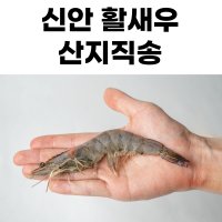 생새우 1kg 신안 흰다리새우 활 새우 제철 대하