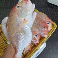 반건조생선 돔 참돔 꽃돔 1kg