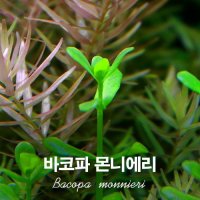 중경수초 바코파몬니에리(5촉)