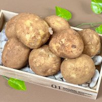 포슬포슬 23년 수확 국내산 햇감자 3kg 5kg 10kg 쫀득이 감자 수미 두백